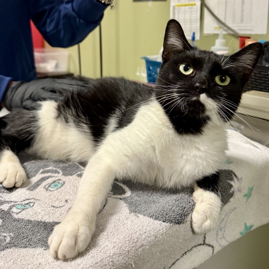 THE AUDREY EFFECT - Domestic Shorthair available for adoption
