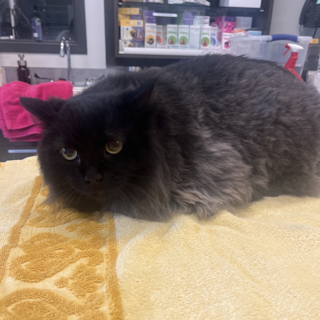 Franklin (bonded w/ Lucy)