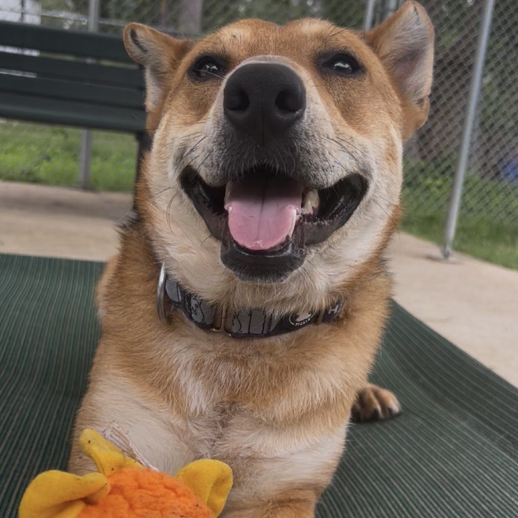 Reagan, photo 16