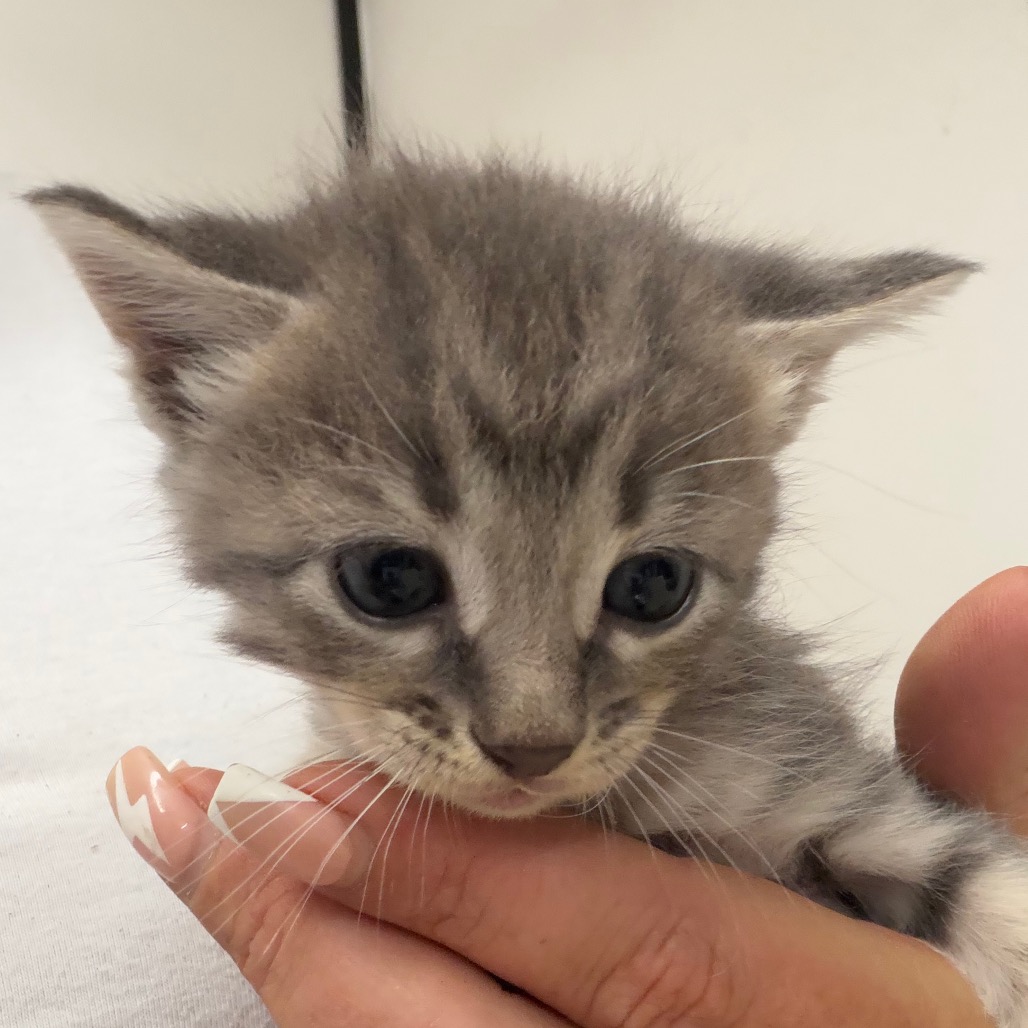 Gideon , an adoptable cat at SPCA-BC