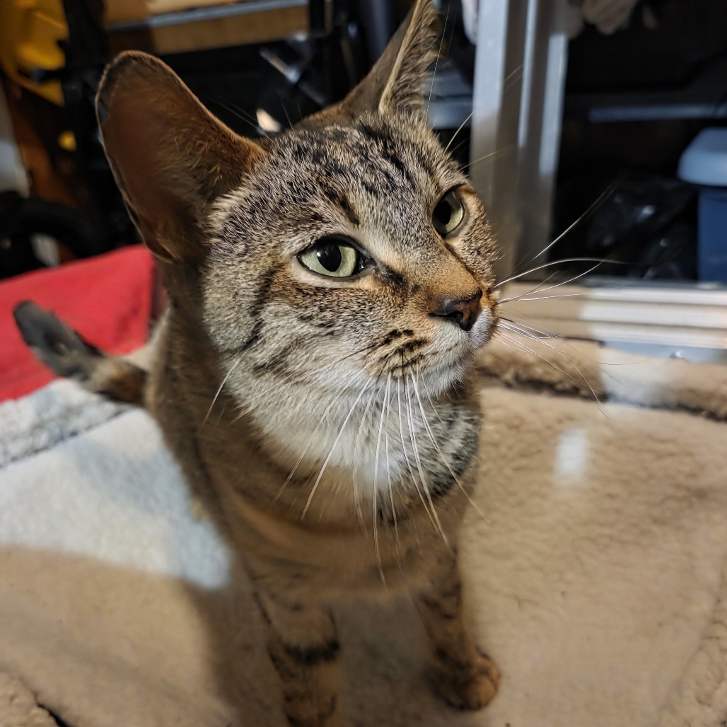 BAHAMA MAMA - Domestic Shorthair available for adoption