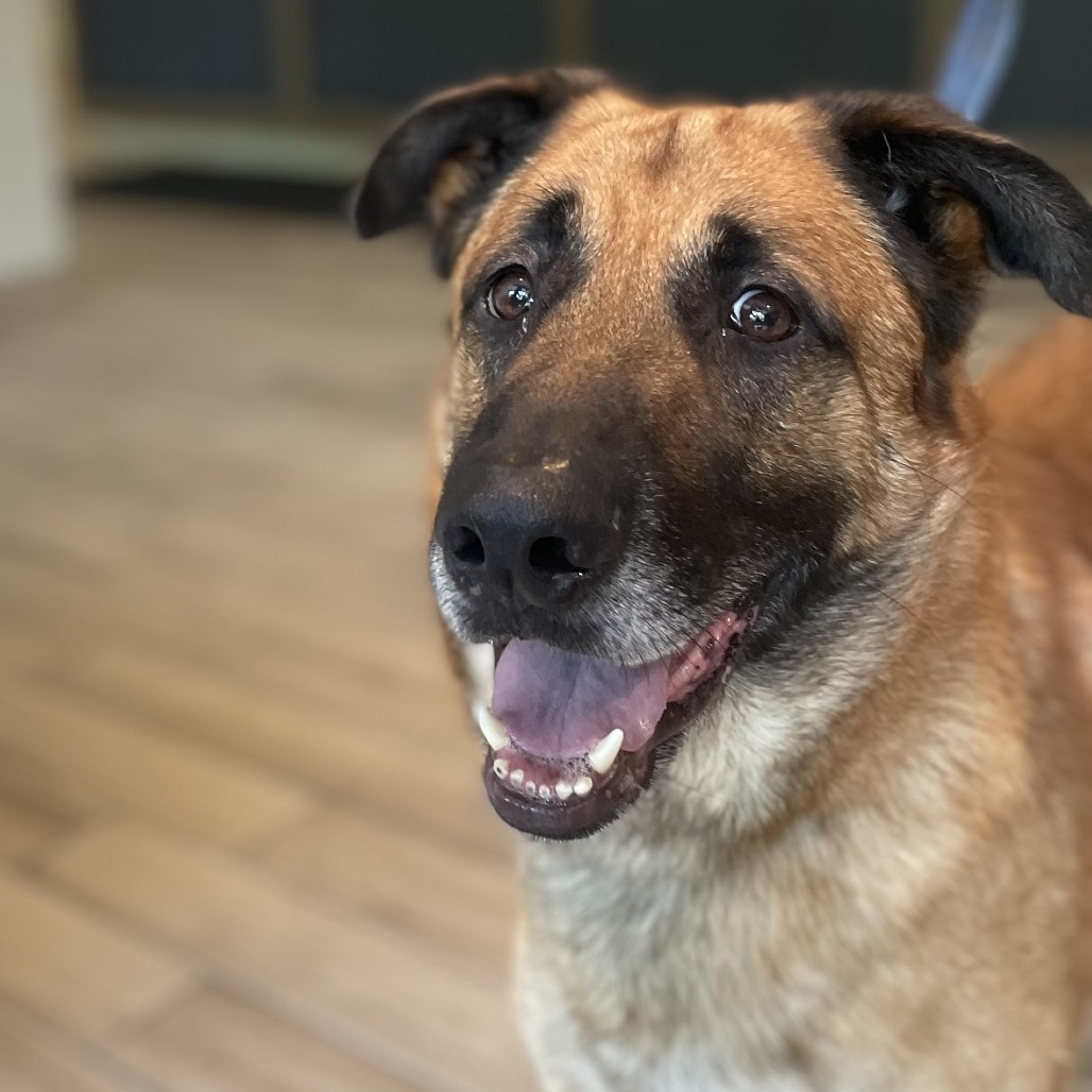 Totoro — thumbnail 2