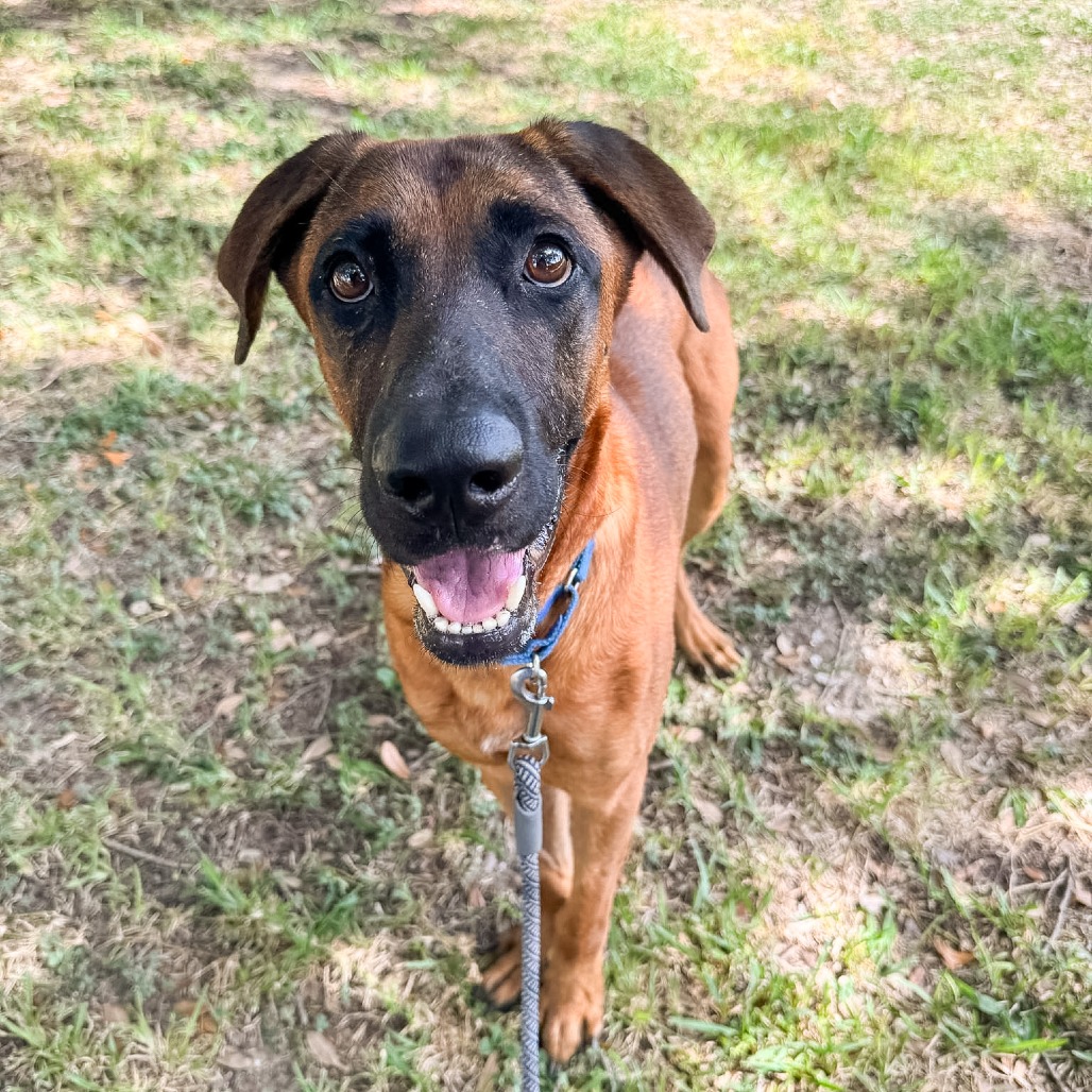 BERNARD - Shepherd, German / Mixed Breed (Medium) available for adoption