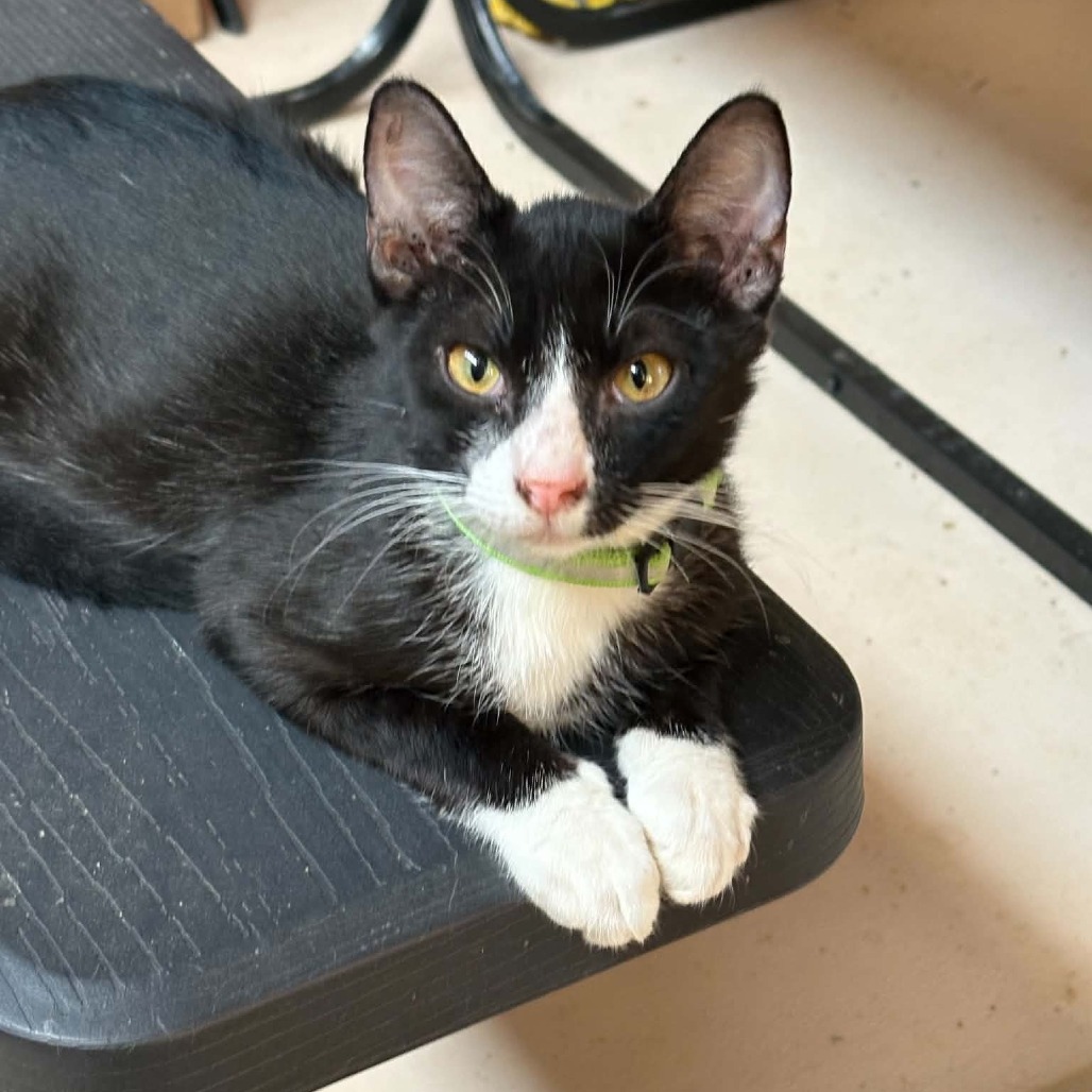 INDIGO - Domestic Shorthair available for adoption
