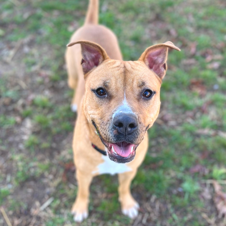 Cheeser — thumbnail 3