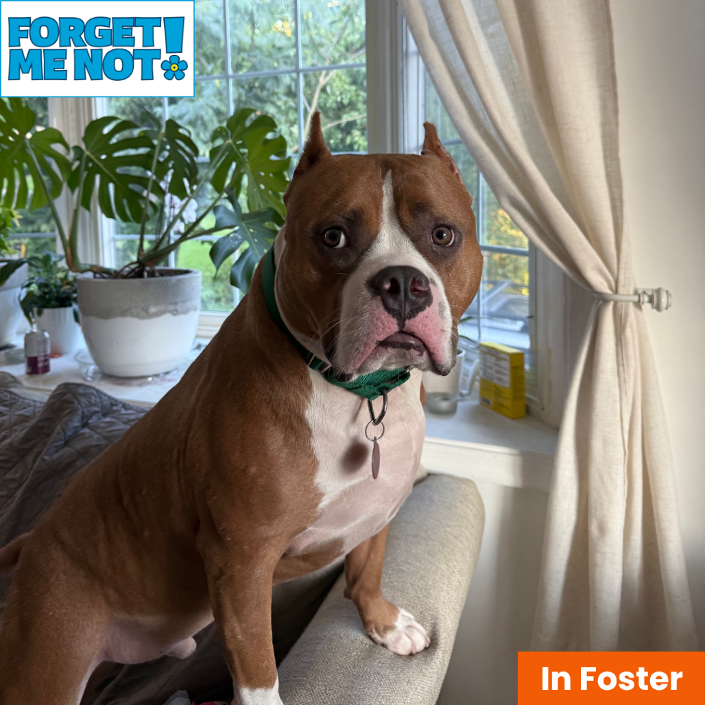 JUKI - Terrier / American Staffordshire available for adoption