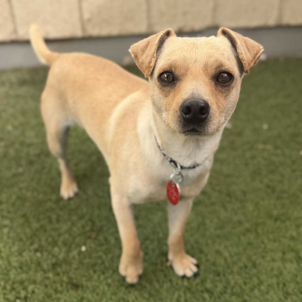 Pico Bonded with Axel