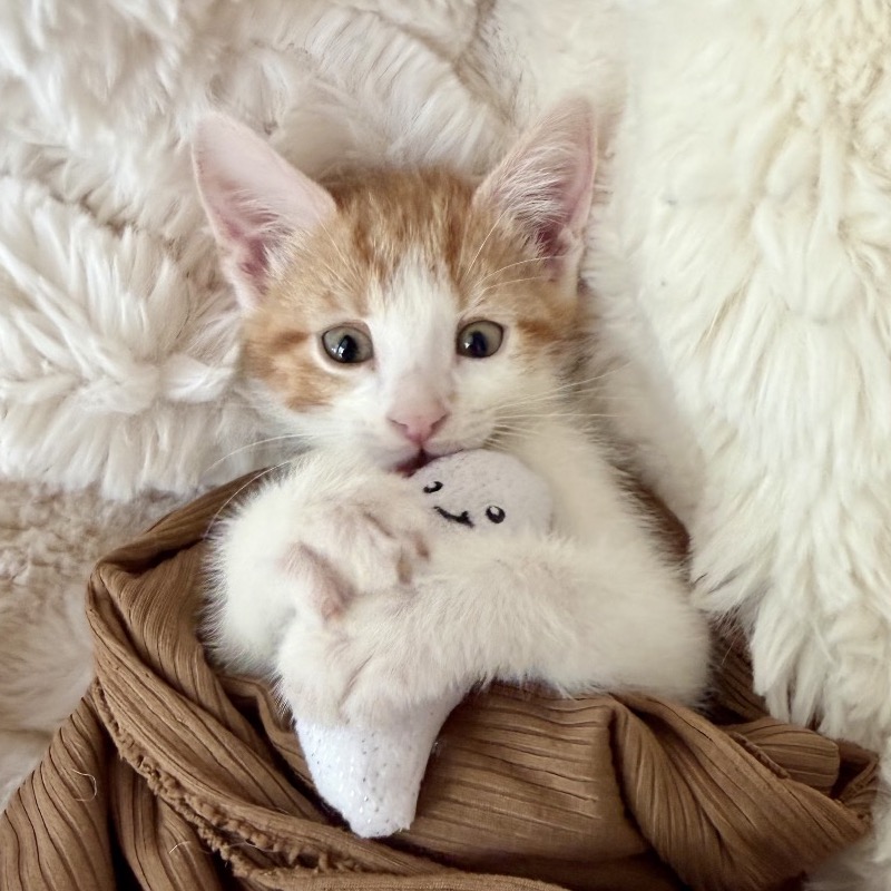 MOE - Domestic Shorthair available for adoption