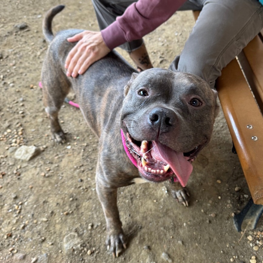 Boomer, photo 6