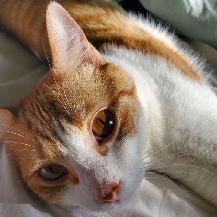 HAZE - Domestic Shorthair available for adoption