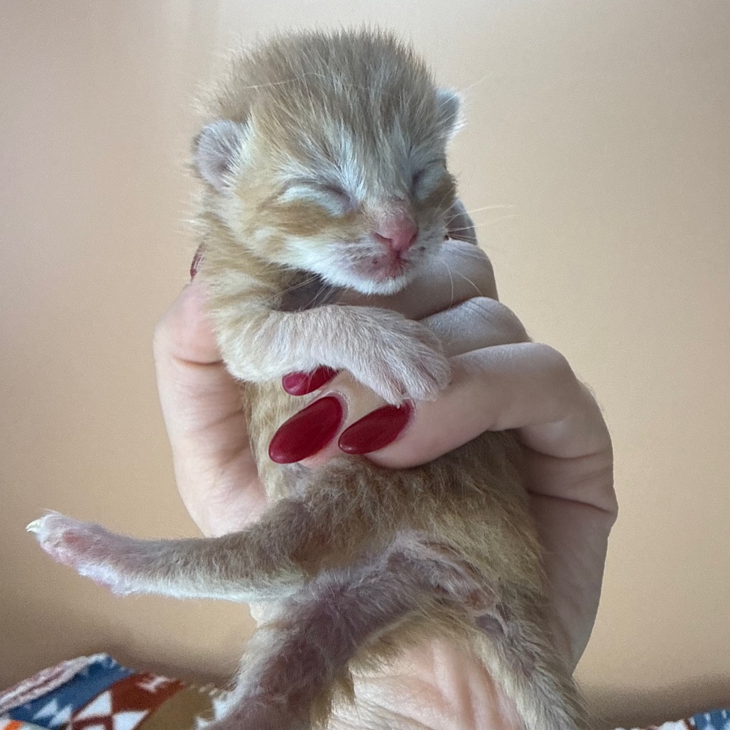 LIL RED - Domestic Shorthair available for adoption