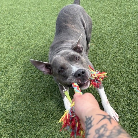 Photo of King Beetle 10