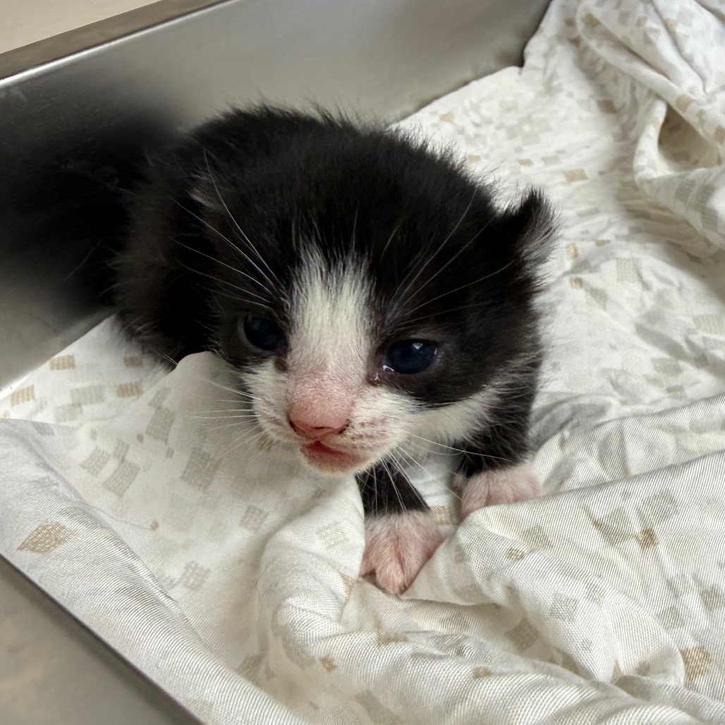 Tusc Stray 83698 2 3 4