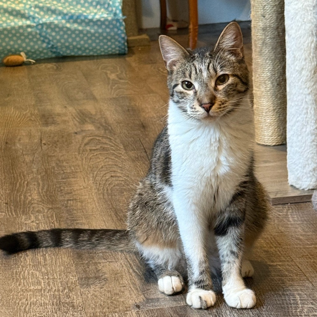 Stripe, photo 13
