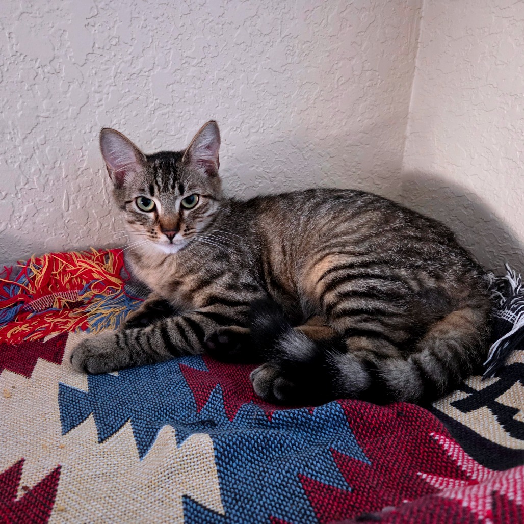 Available for Adoption | CCOPC