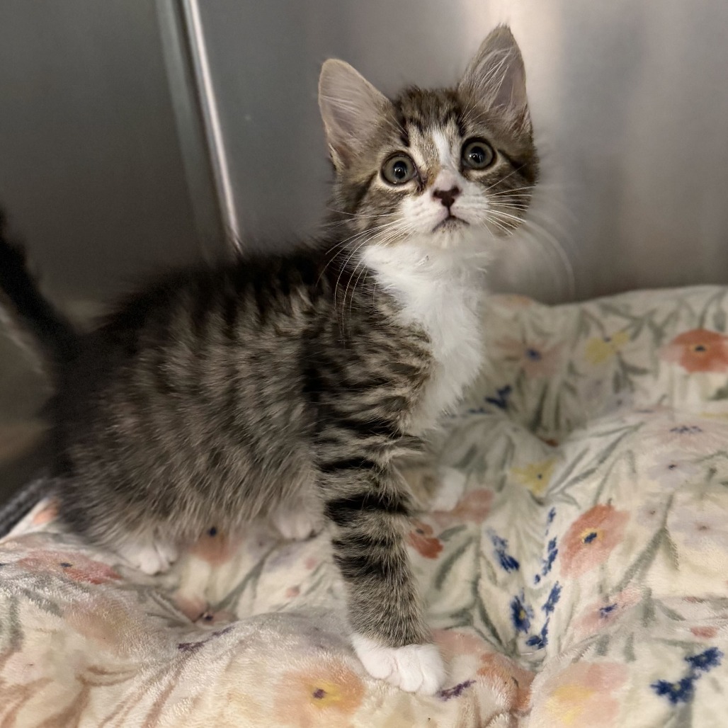CUPCAKE - Domestic Medium Hair available for adoption