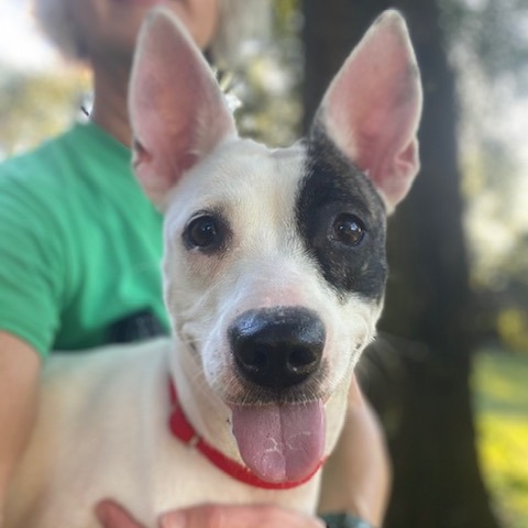 AMELIA BEDELIA - Mixed Breed (Medium) available for adoption