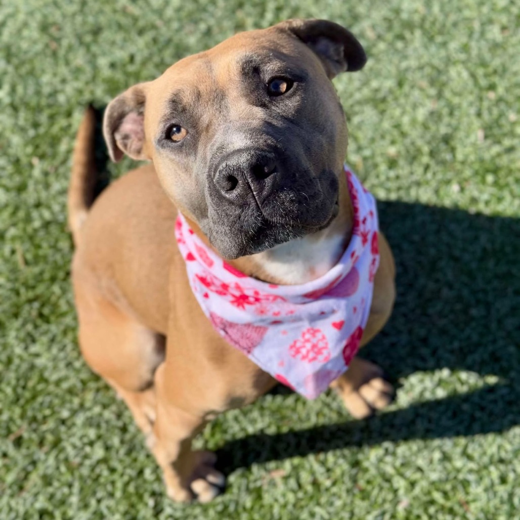 LOLA - Terrier, American Pit Bull / Mix for adoption in Henderson