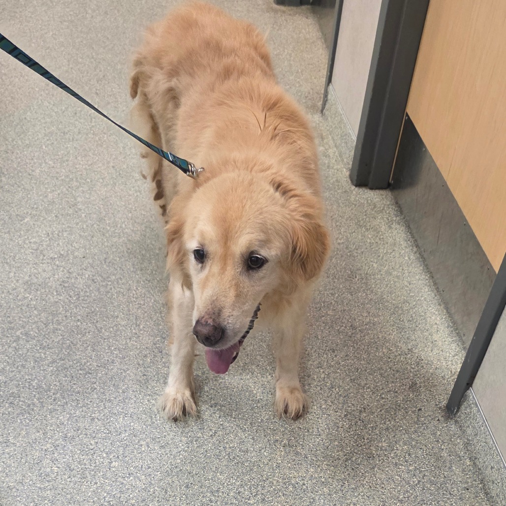 CHARLEY - Mixed Breed (Large) available for adoption