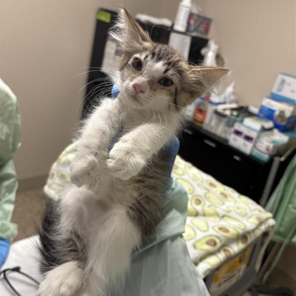 Roberta Flack: Female 2 Domestic Shorthair