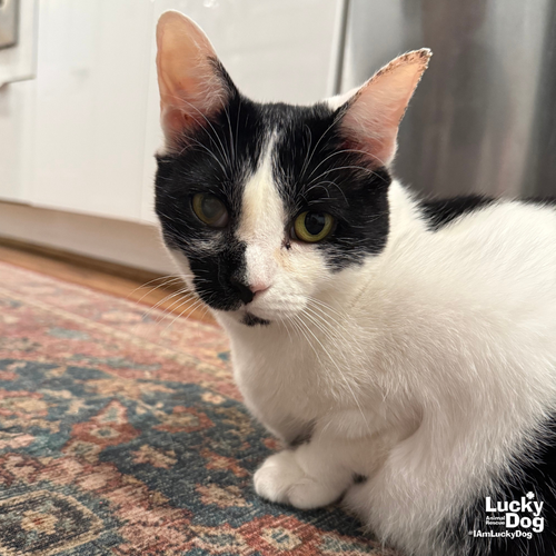 ONNO - Domestic Shorthair available for adoption