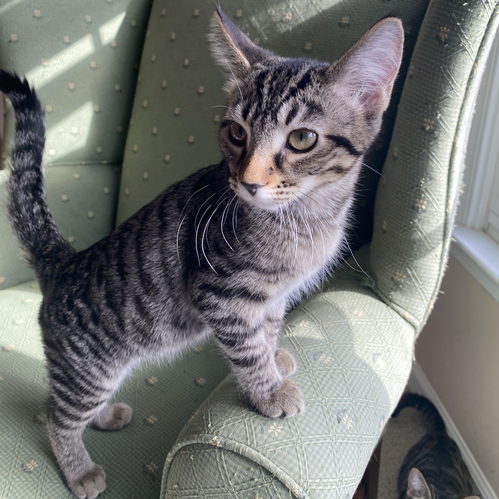 CARDAMOM - Domestic Shorthair available for adoption