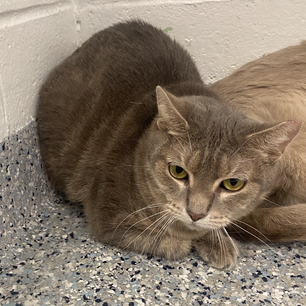 CHICKADEE - Domestic Shorthair available for adoption