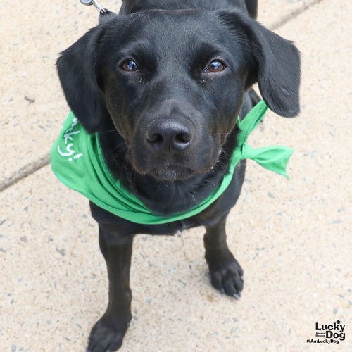 MIDNIGHT - Retriever, Labrador / Collie, Border available for adoption
