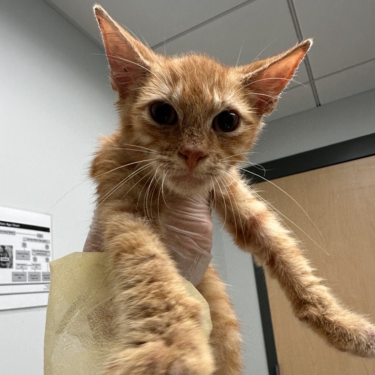 DR BBQ - Domestic Shorthair available for adoption