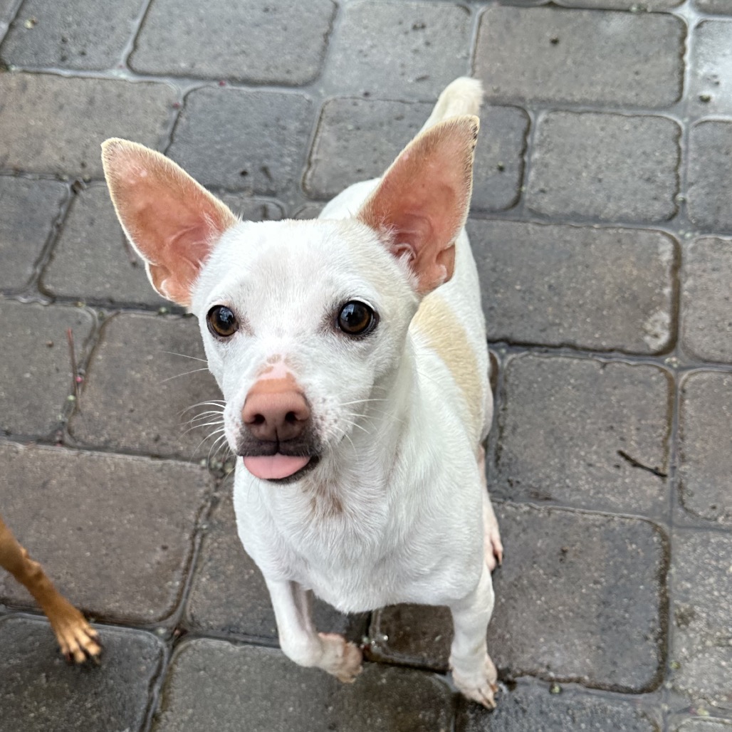 Opal — thumbnail 4