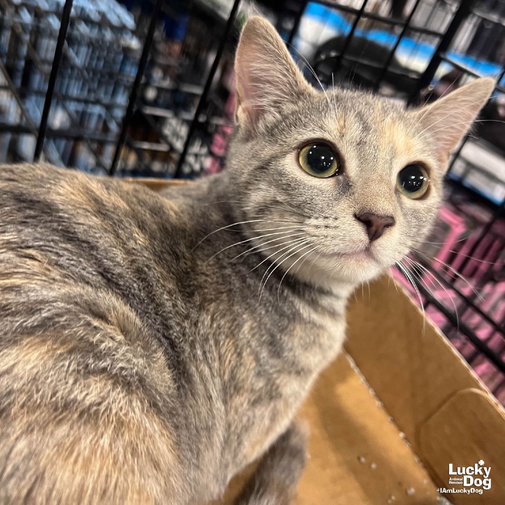 YUMI - Domestic Shorthair available for adoption