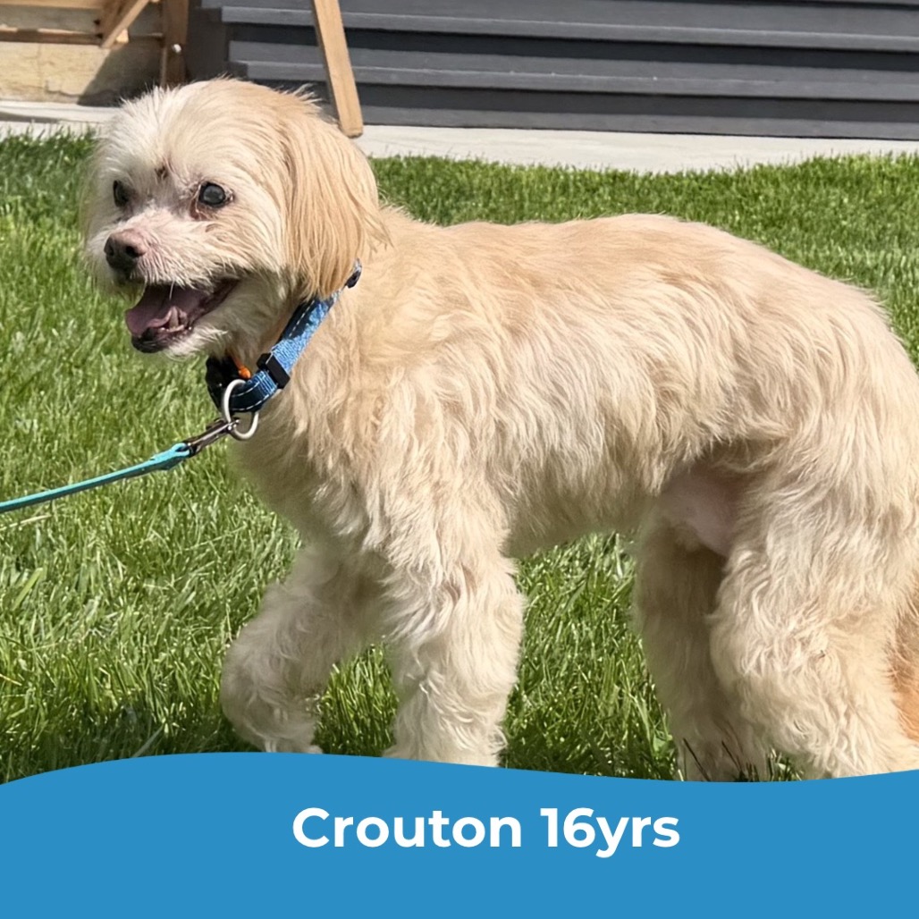 Crouton (Jelani), photo 18