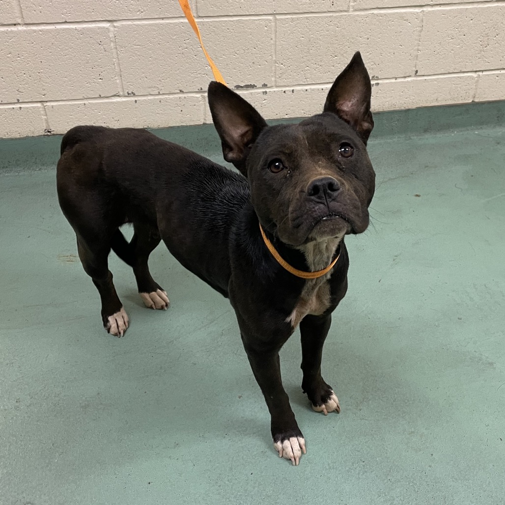 Queen — thumbnail 2