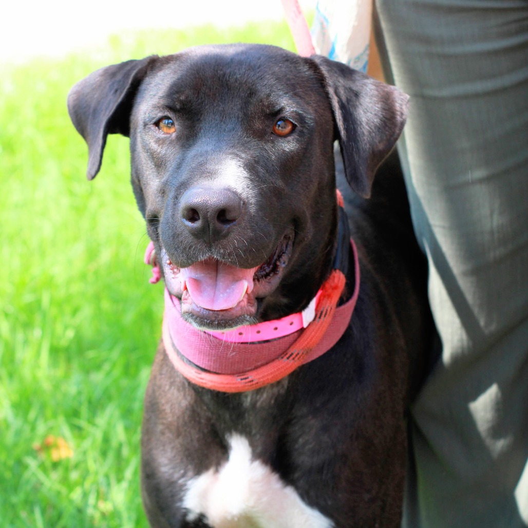 SUSIE - Retriever, Labrador / Terrier for adoption in Hattiesburg