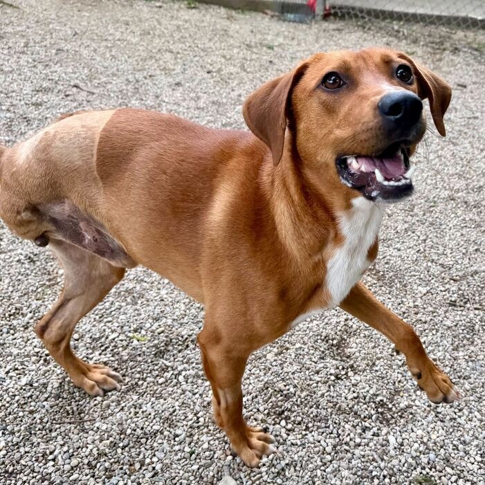 WINSTON - Hound / Mixed Breed (Medium) available for adoption