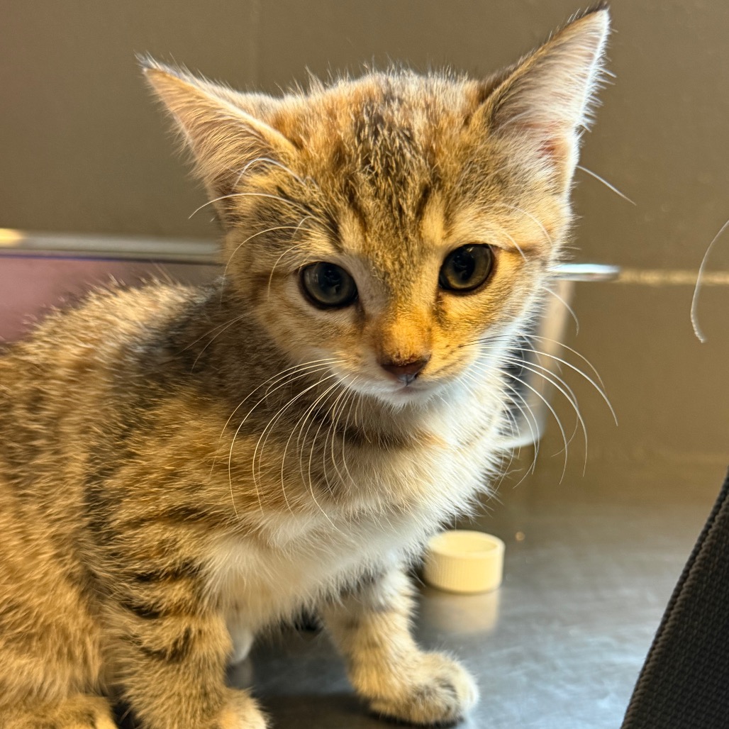 Tusc Stray 84931
