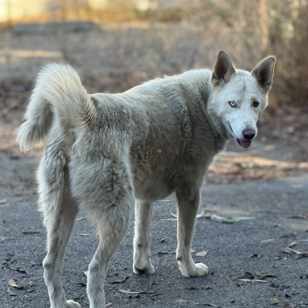 Quinn (bonded with Loki)