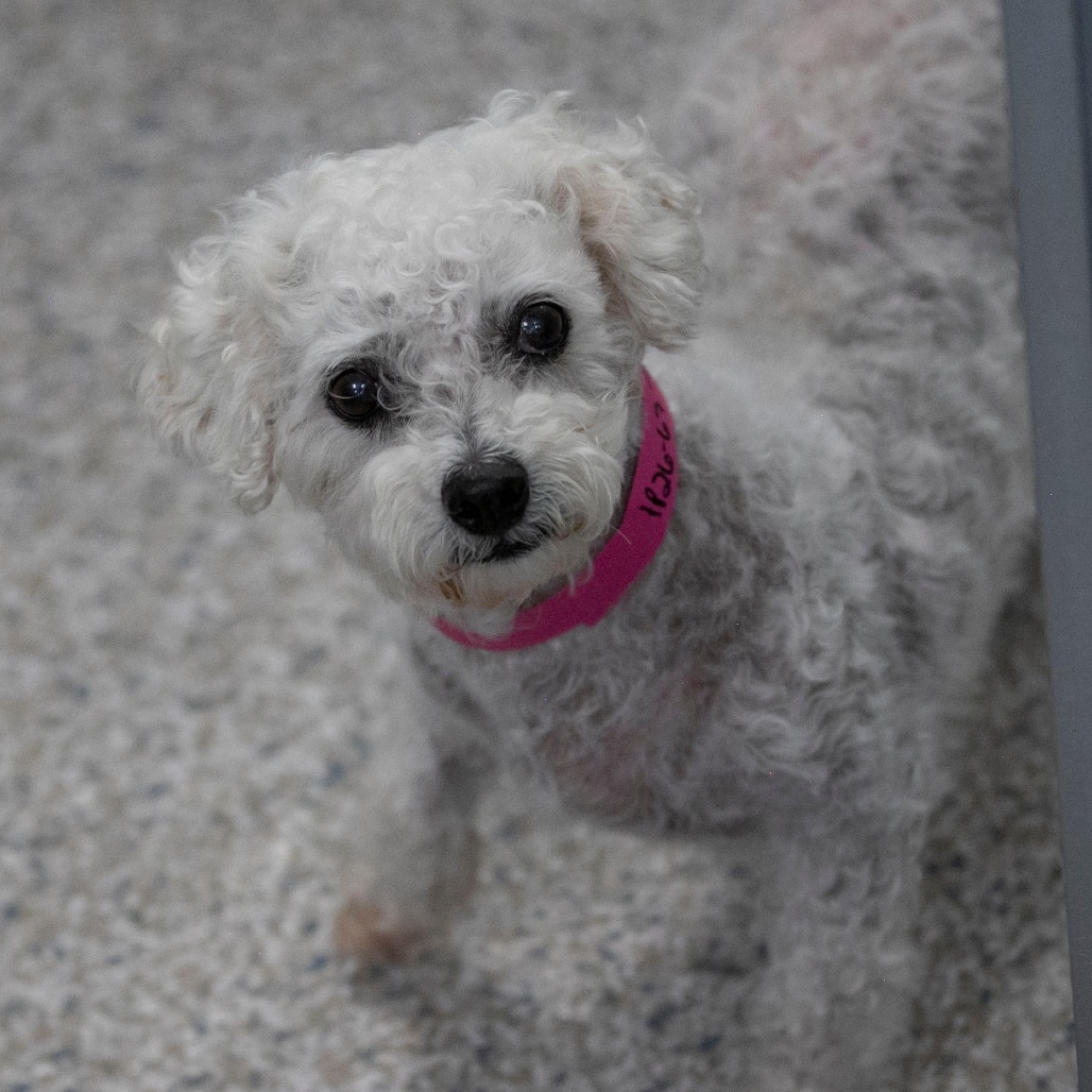 Tracey (AP26-67), photo 15