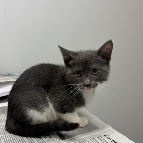 BLUEBERRY - Domestic Shorthair available for adoption
