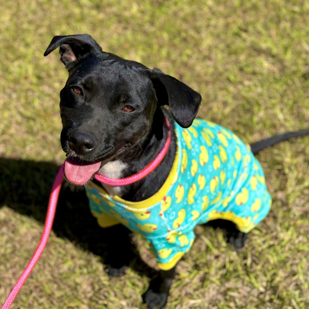 Tia (waiting for 1 1/2 years), photo 10
