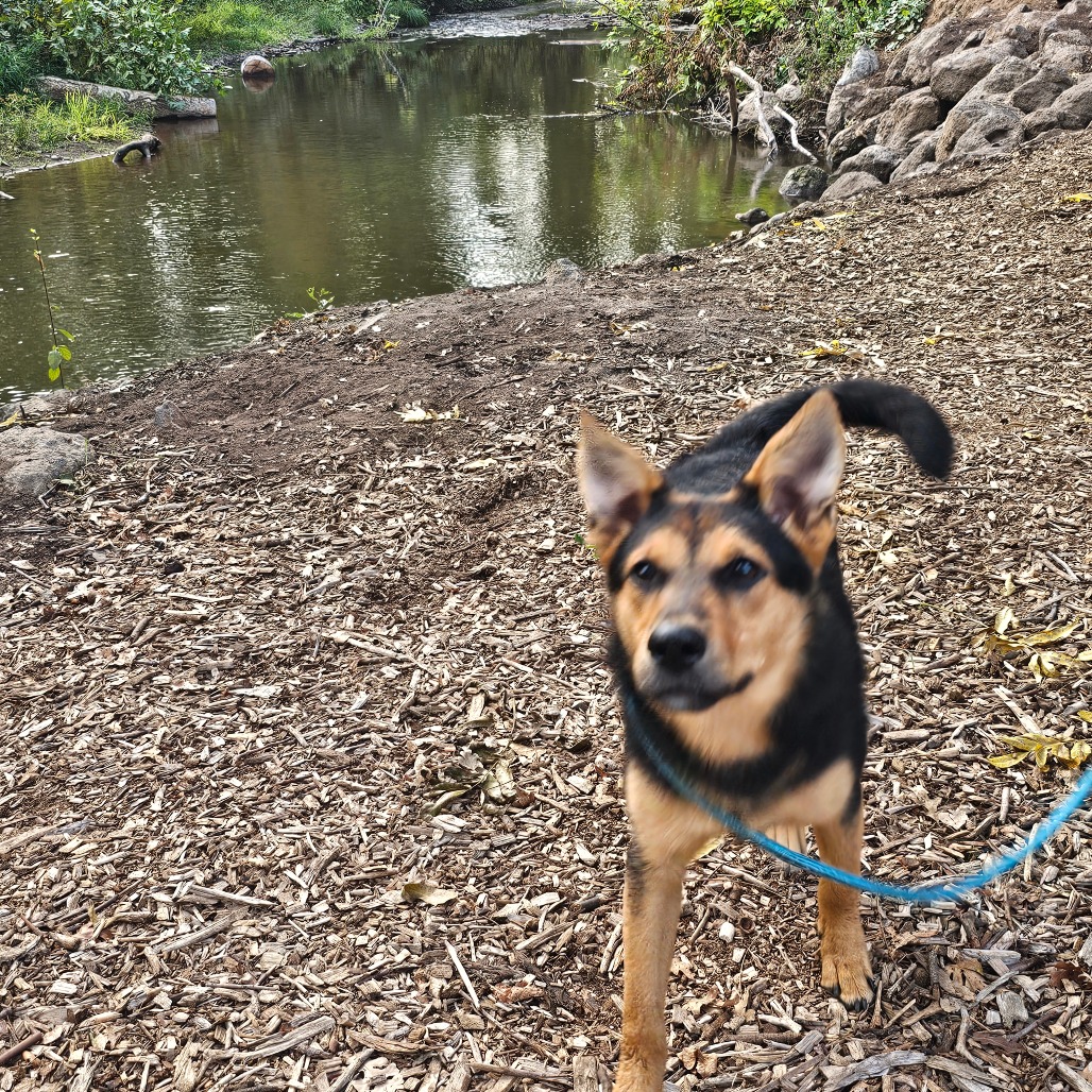 Ember — thumbnail 5