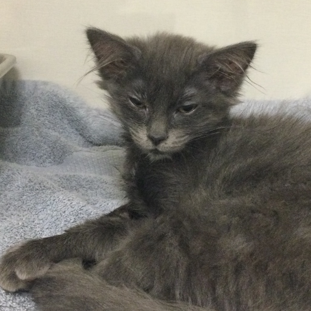 Misty - Domestic Medium Hair