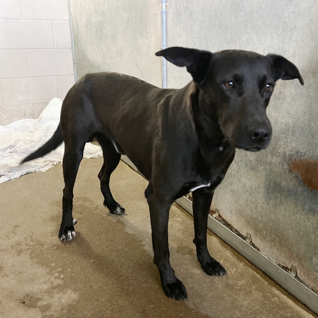 Babar, available for adoption at PVAS