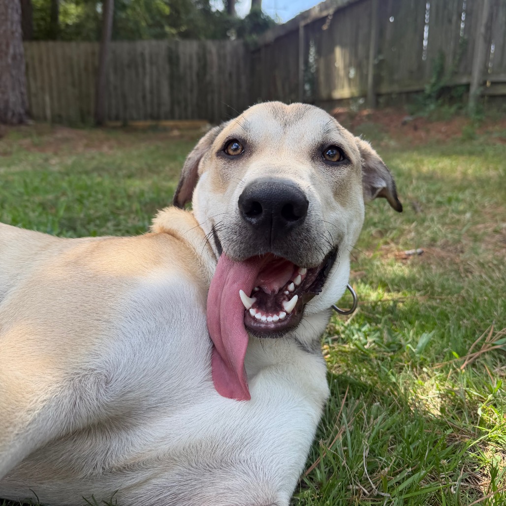 Goober, photo 12
