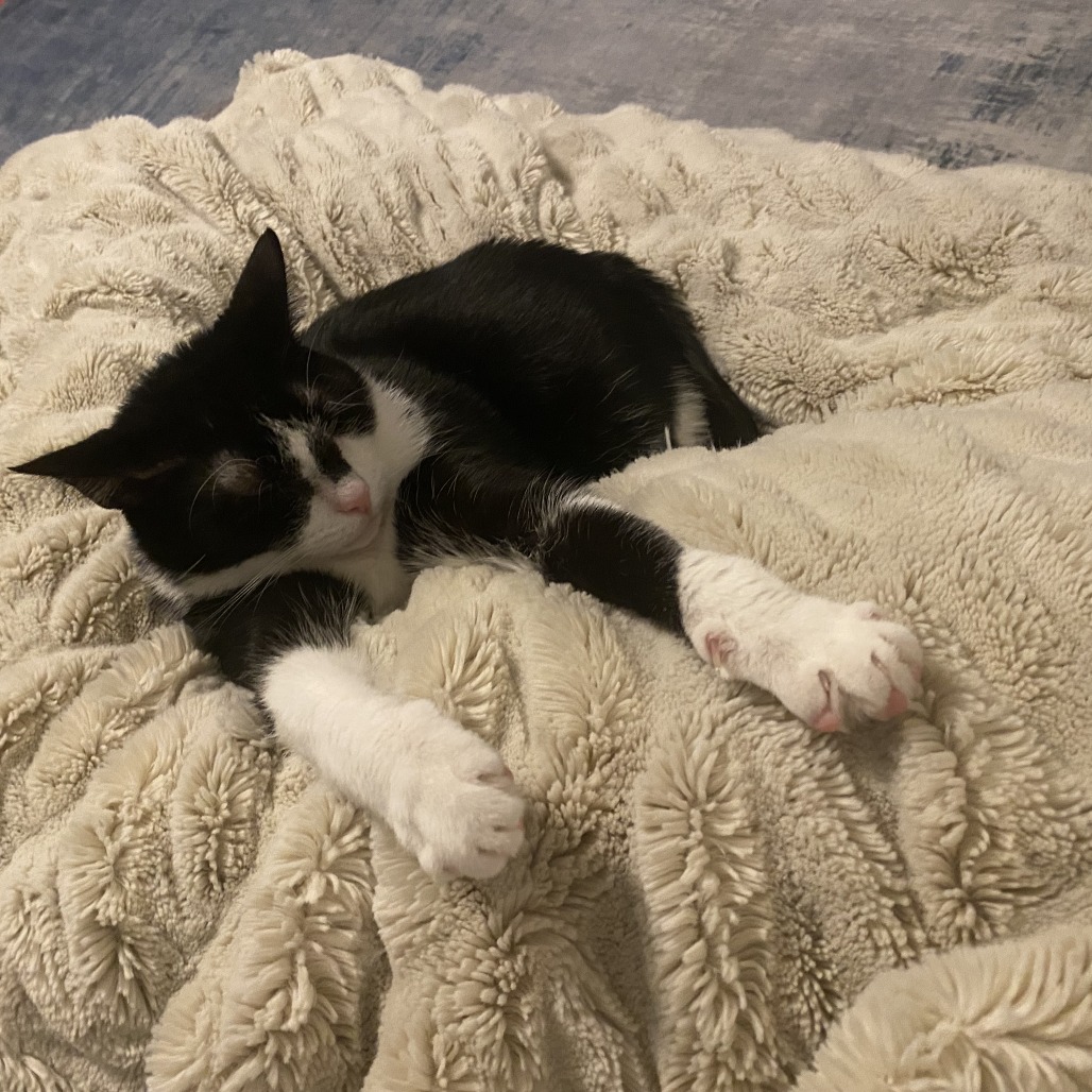 TUCK - Domestic Shorthair available for adoption