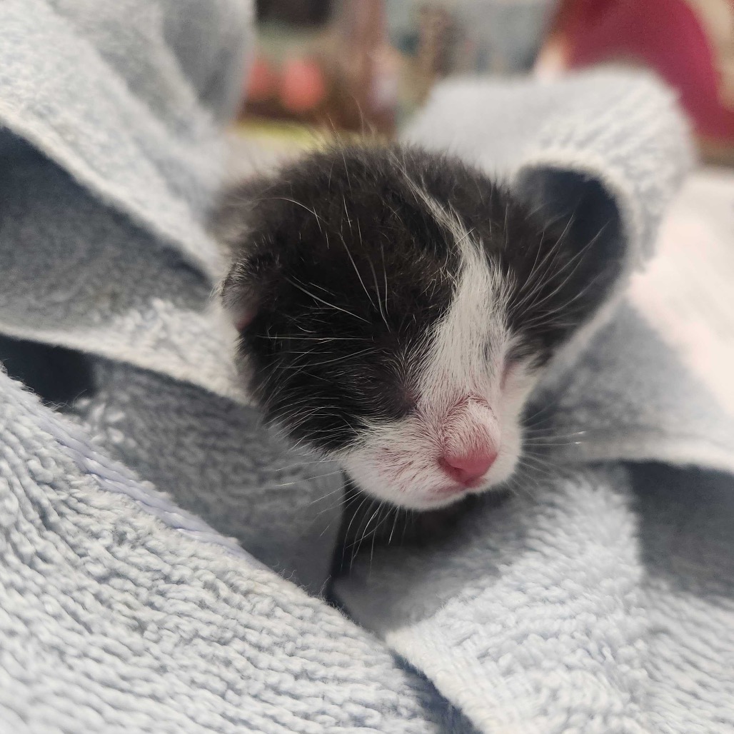 MINKA - Domestic Shorthair available for adoption