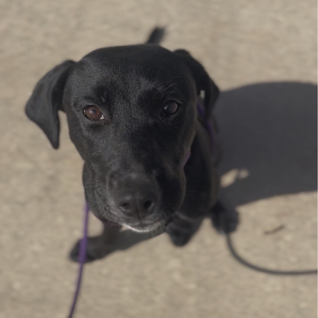 Stella