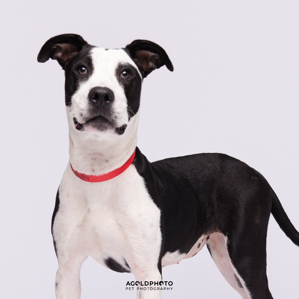 Chelsea is available for adoption at Humane Society of Tampa Bay ...