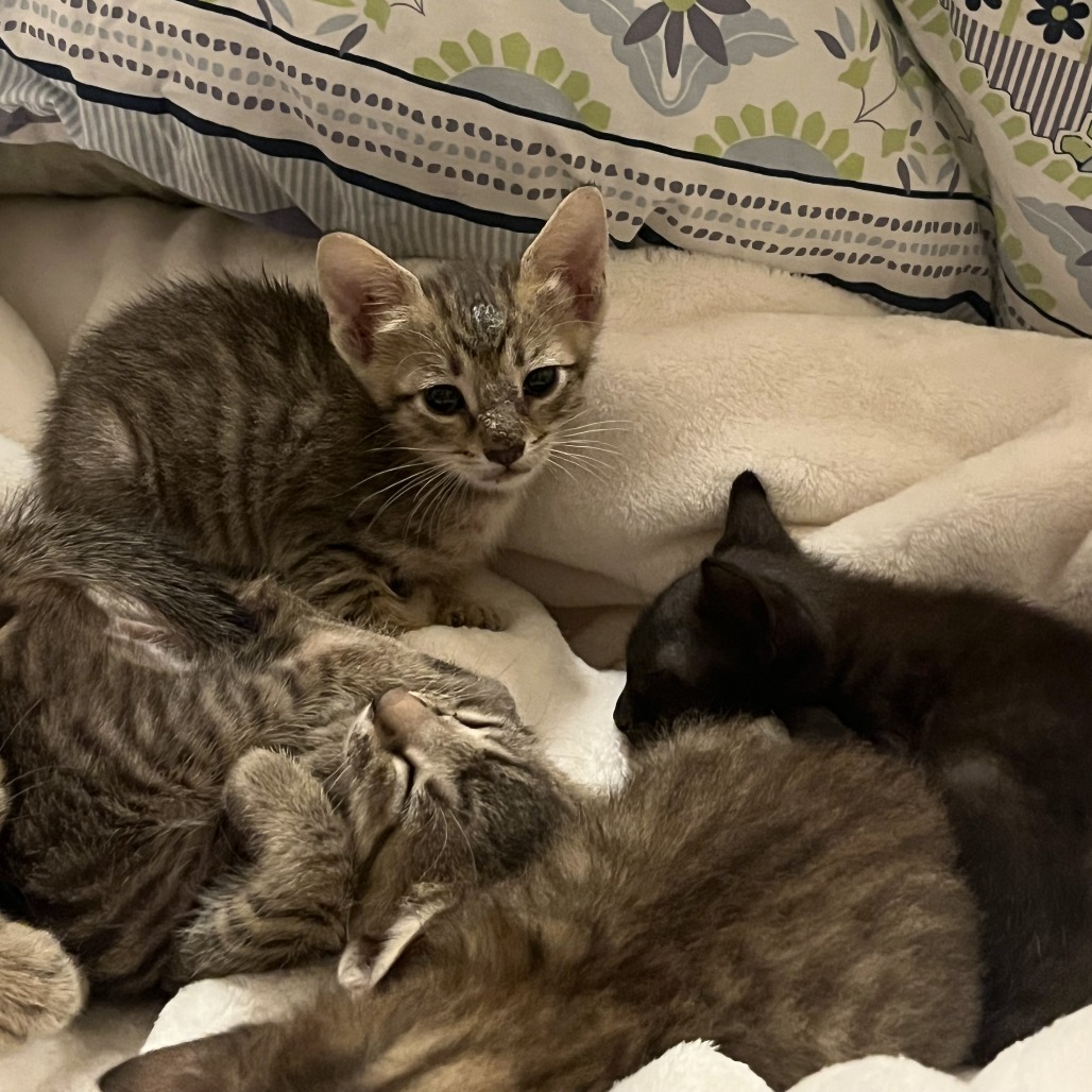 HONEYBUN - Domestic Shorthair available for adoption