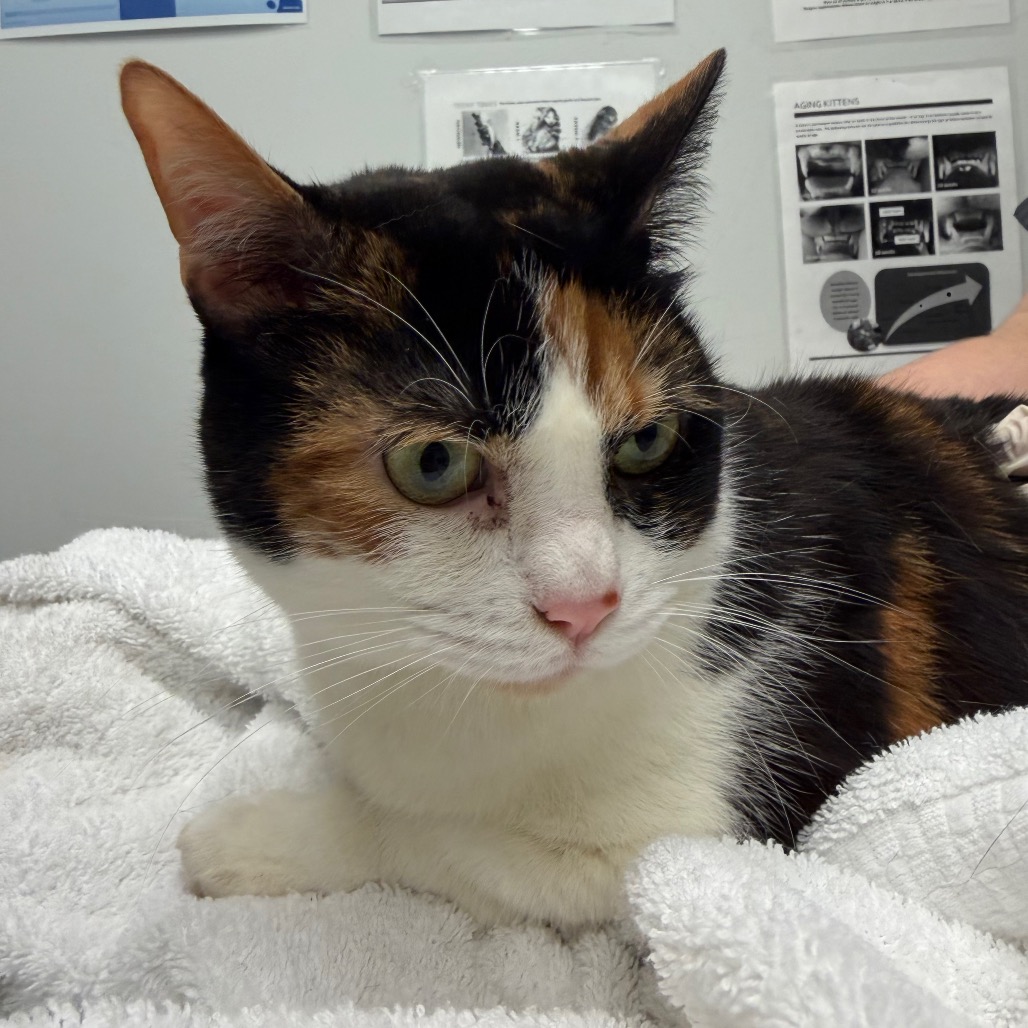 CHARLOTTE - Domestic Shorthair available for adoption
